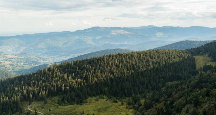 Heuvelachtig boslandschap met uitgestrekte groenvoorzieningen en verre bergen.