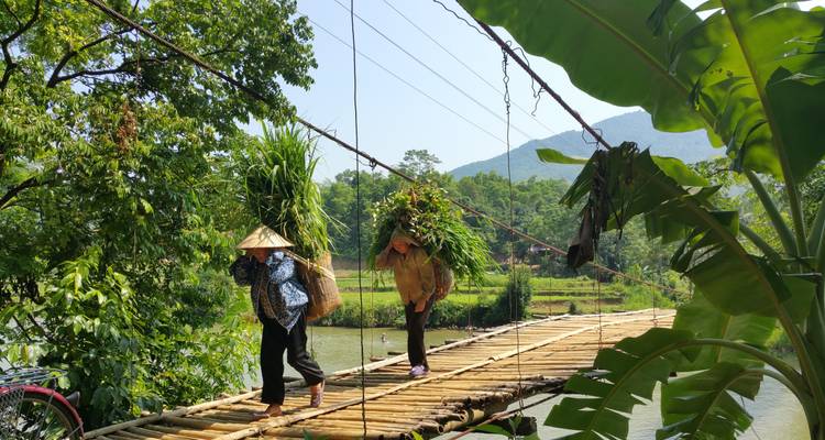 Two people crossing a bamboo bridge carrying plants.