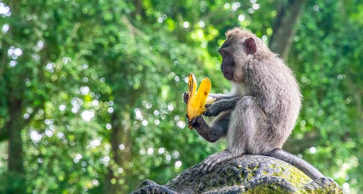 A monkey holding bananas amidst dense forest.