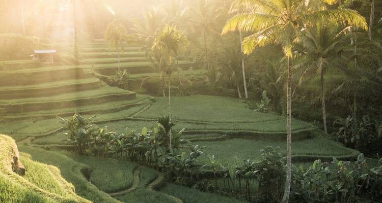 Lush terraced rice fields with morning light.