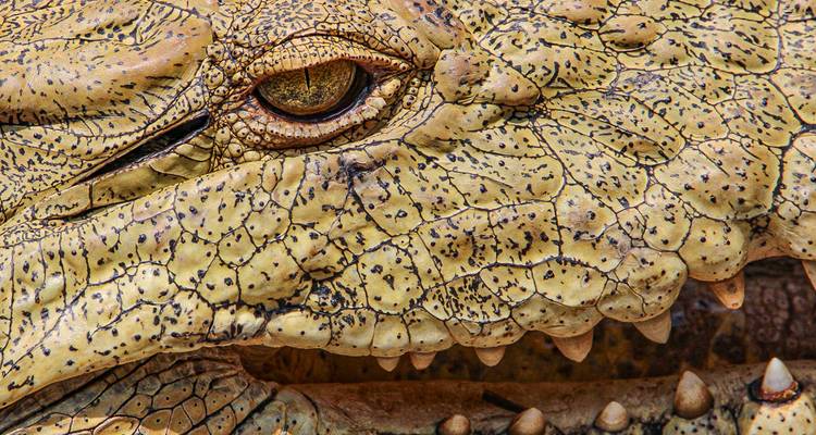 Gros plan sur l'œil d'un crocodile et sa peau texturée.
