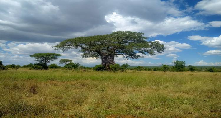 Solitary baobab tree with grass under a blue sky.