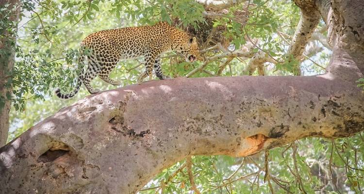 Leopard walking on a tree branch.