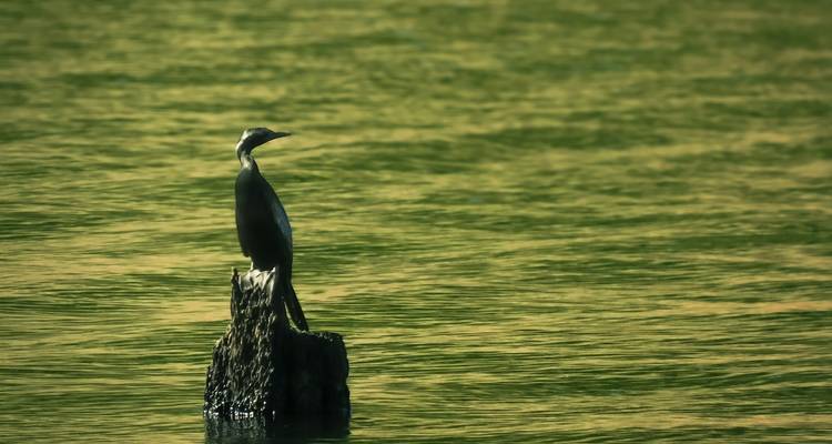 Vogel sitzt auf einem Felsen in einem See