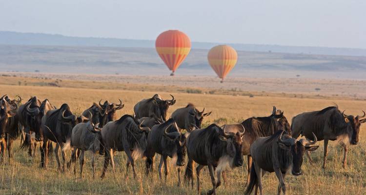 Wildebeest migration with hot air balloons, Serengeti.