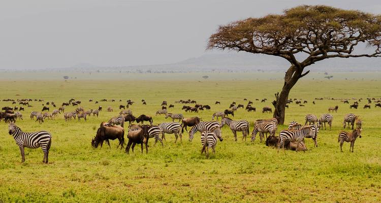 Wildebeest and zebras grazing under a tree, Serengeti.