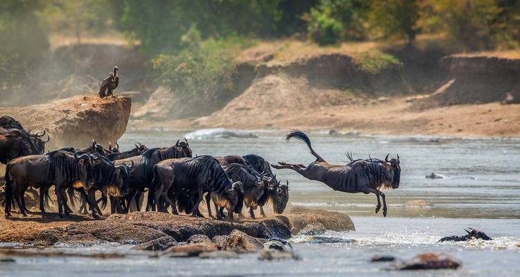 Wildebeest crossing river in migration, Serengeti.