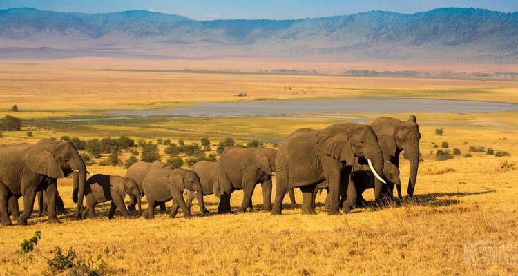 Elephant herd walking in Ngorongoro with savannah view.