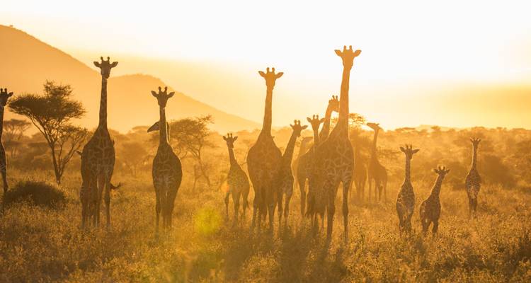 Silhouettes of giraffes on a savannah at sunset.
