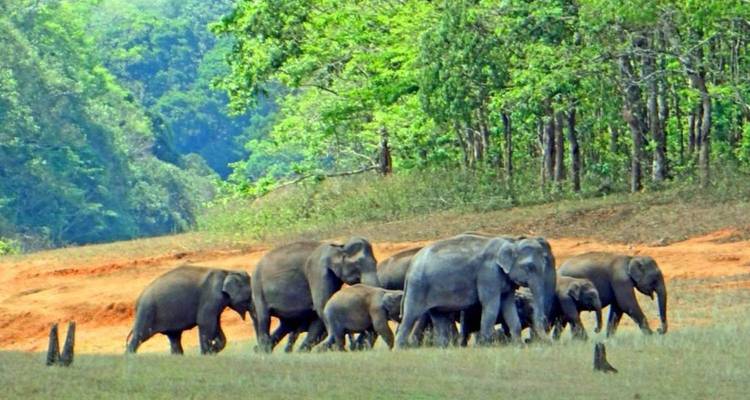 Herd of elephants walking in a forest.