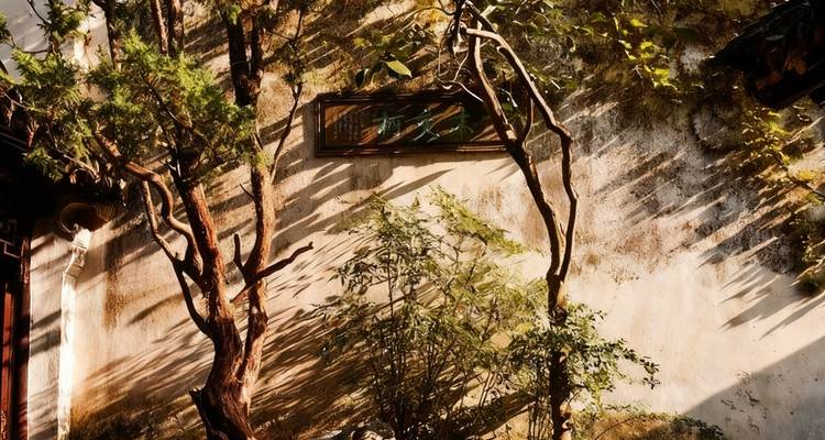 Sunlight casting shadows of tree branches on an ancient wall.