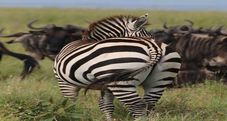 Rückansicht eines Zebras mit Gnuherde im Hintergrund.