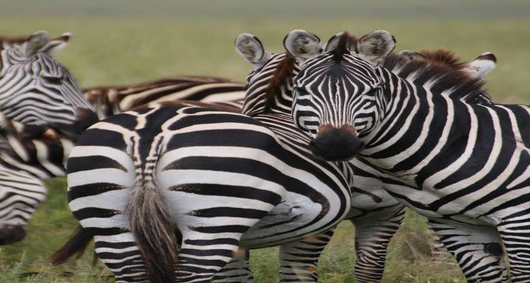 Zebraherde steht dicht beieinander in der Savanne.