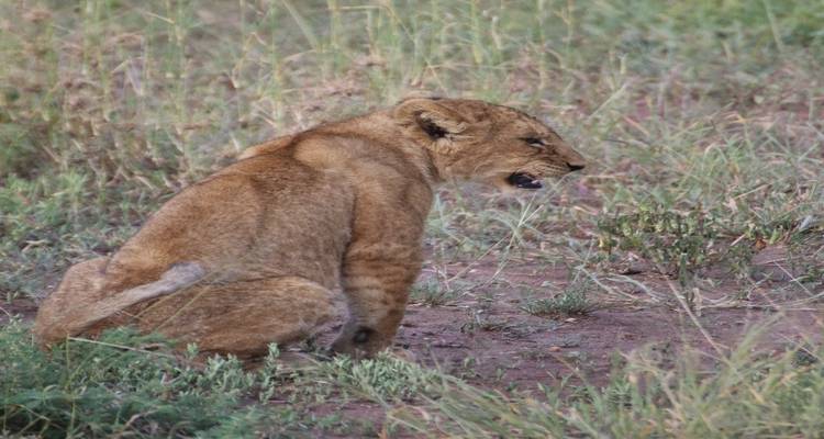 Lion cub sitting in the grass.