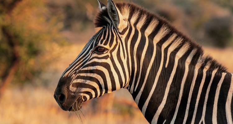 A close-up of a zebra with a blurred natural background.