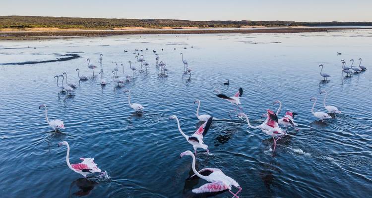 Flock of flamingos standing and flying in the water.