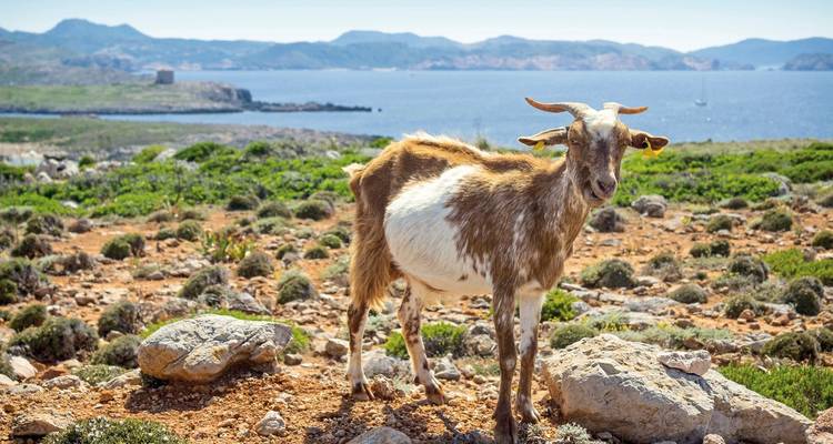 Mountainous coastal area with a goat in the foreground.