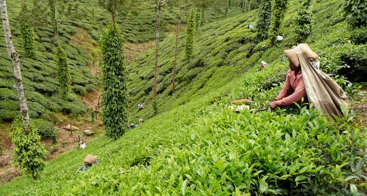 Ouvriers dans une plantation de thé avec de luxuriants théiers verts.