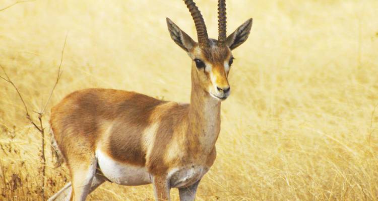 Gazelle staand in gouden grasland.
