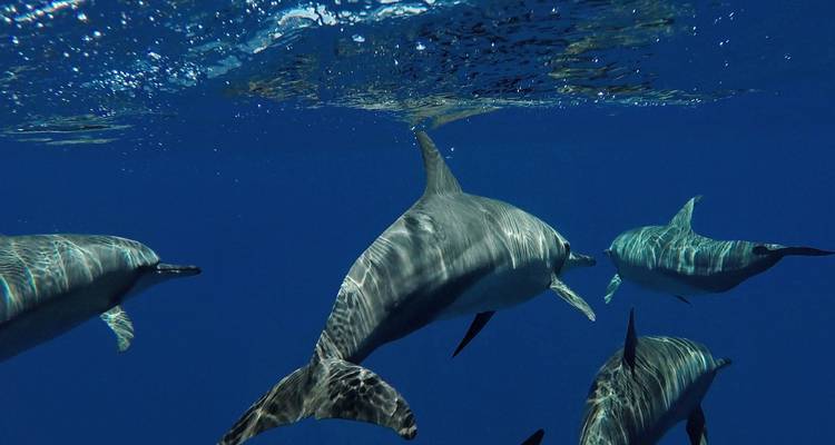 Grupo de delfines deslizándose a través del agua clara y azul del océano justo debajo de la superficie.