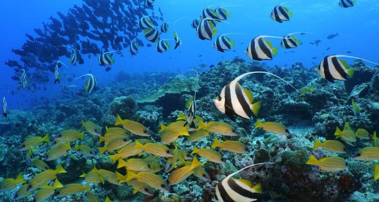 Onderwater rif vol met gestreepte Moorse idoolvisjes en gele snappers boven koraal