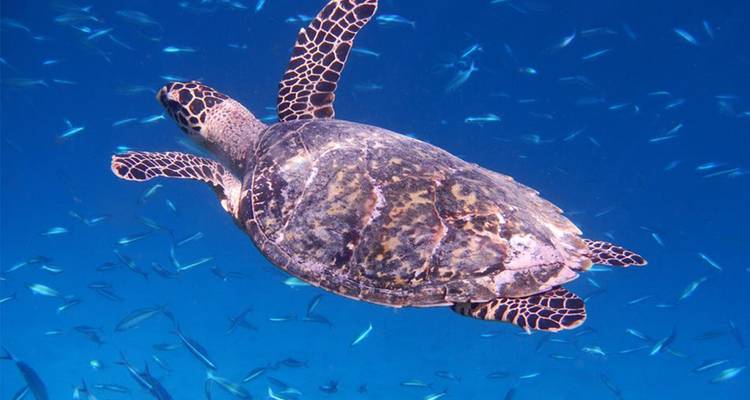 Onderwateropname van een karetschildpad die zwemt in een heldere blauwe oceaan, omringd door kleine glinsterende vissen.