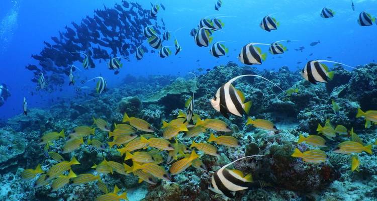 Kleurrijk rieftoneel met scholen geel en zwart gestreepte vissen die boven koralen in helder blauw water zwemmen