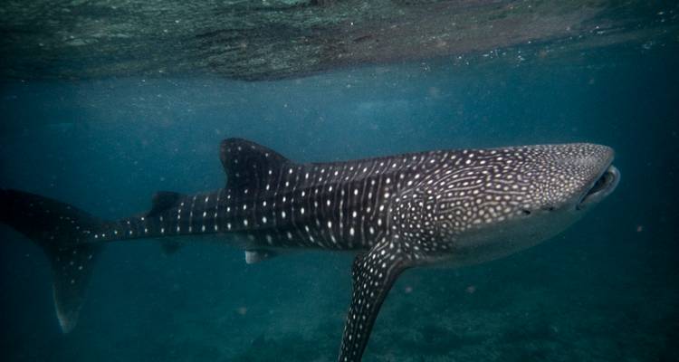 Gran tiburón ballena nadando bajo la superficie del océano en agua azul tenue.