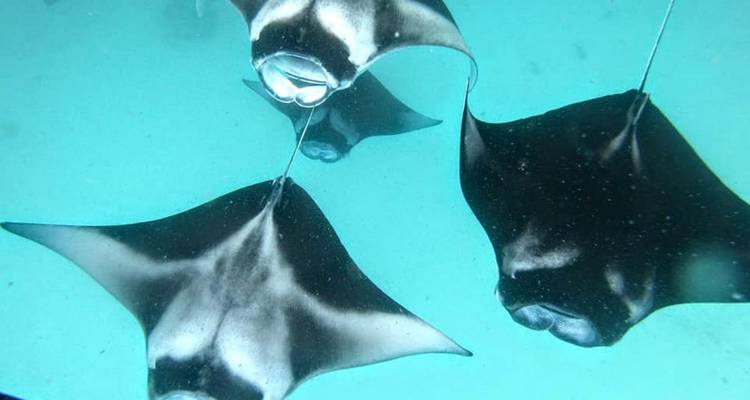 Tres mantarrayas se deslizan por agua turquesa cristalina del océano vista desde arriba.