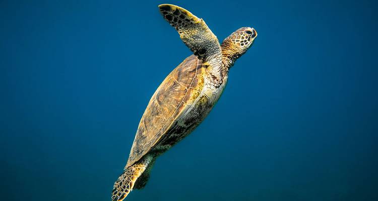 Tortue marine verte gracieuse glissant dans une eau océanique d'un bleu profond et cristallin.