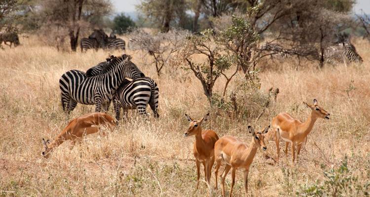Zebras and antelopes grazing in a savannah landscape.