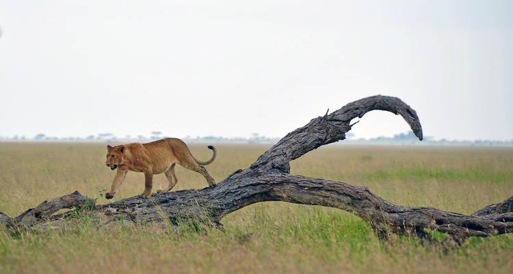 Lion walking on a fallen tree trunk in an open field.