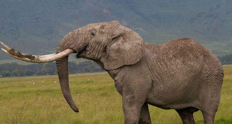 Close-up of an elephant with long tusks.