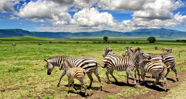 Group of zebras grazing in a grassy plain with hills in the background.