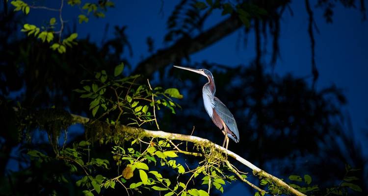 A bird perched on a branch in a dark, lush forest.