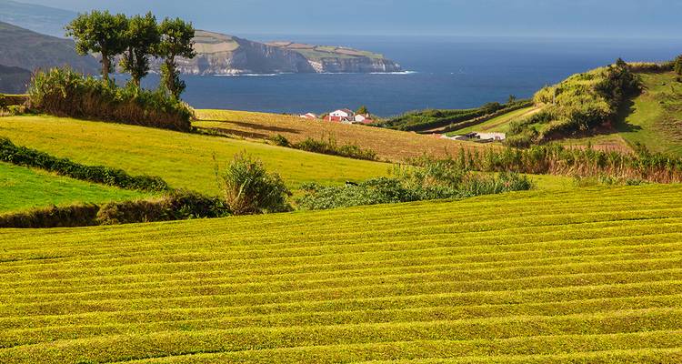 Des champs verts ondulants avec vue sur l'océan