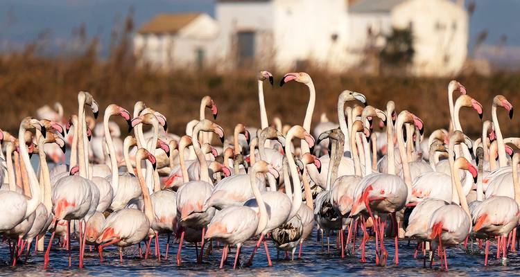 Flock of flamingos wading in shallow water with houses in the distance.