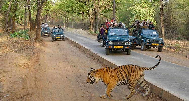 Des jeeps en safari avec un tigre traversant la route.
