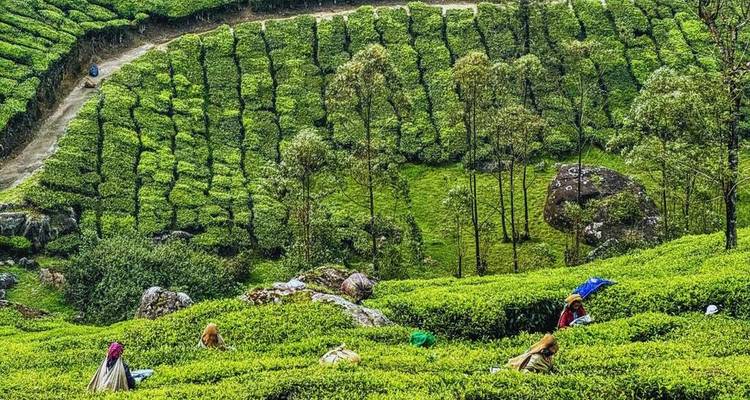 Rich green tea plantation with workers among the plants.