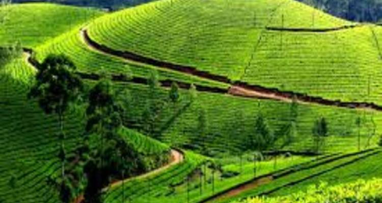 Hills covered with lush green tea plantations.