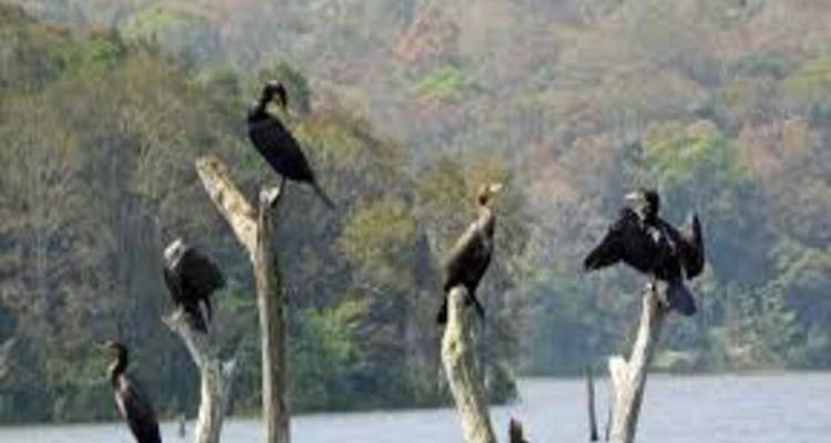 Birds perched on tree branches near water.