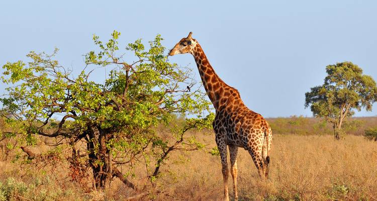 Een giraffe die graast aan een boom in een open savanne.