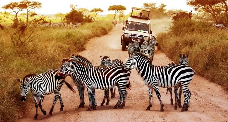 Zebras crossing a dirt road with a safari vehicle in the background.