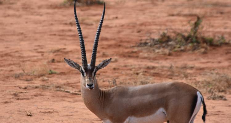 Gazelle with long horns standing on reddish soil.