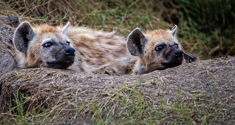 Dos hienas descansando en el suelo.
