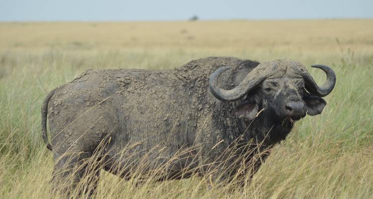 Búfalo parado en un campo de hierba.