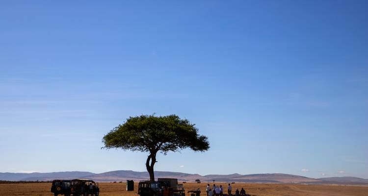 Árbol solitario en un paisaje vasto con personas y vehículos de safari.
