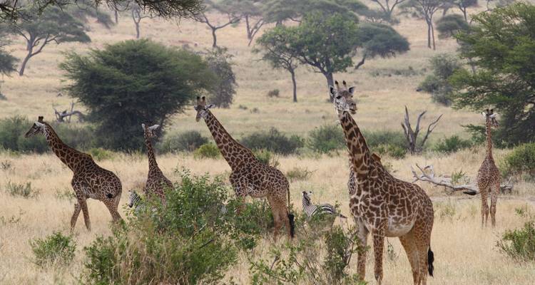 Gruppe von Giraffen, die in einer Savanne grasen, mit Zebras im Hintergrund.