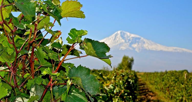 Nahaufnahme von Weinrebenblättern mit dem Berg Ararat in der Ferne.