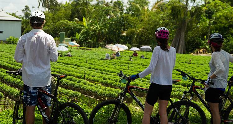 Cyclists observing workers in a green plantation field.